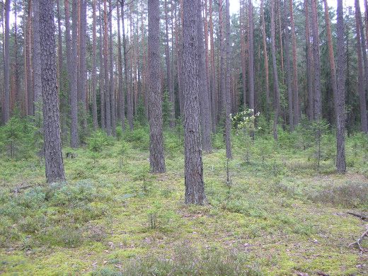37545 (a): :2048x1536